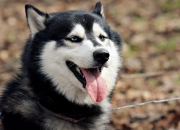 英雄联盟总决赛赛程-钢铁之躯，米切尔于世界排名之夜铸就的防守圣殿