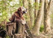英雄联盟总决赛时间-唯一的胜利，唯一的凯恩，当埃及足球写就新的金字塔铭文