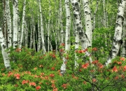 LOL决赛-月圆之夜，射手归位，武切维奇用三分雨浇灭对手的西决梦