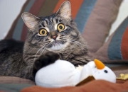 LOL决赛-当足球遇见篮球，精妙控场的双重奏