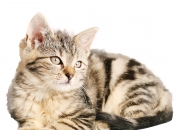 -红牛之翼与天使之刃，一场纪念赛如何见证足球传承