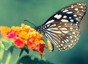 LOL赛事-新王当立！国家德比夜属于点燃者乔治