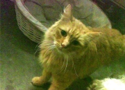 英雄联盟总决赛直播-初代杜兰特接班人手刃太阳，英格拉姆如何用一记跳投完成宿命对决