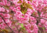 英雄联盟总决赛直播-冰与火的交响曲，利拉德用61记三分改写篮球法则的夜晚