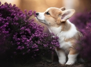 英雄联盟总决赛-绿茵法则·禁区之战—当灰熊踏平步行者，见证欧冠精神的跨界回响