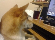 LOL决赛-唯一性，当金色海洋遇见撕裂之城，一个诗人的致命变奏