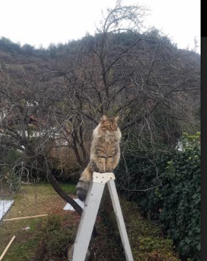 国际体坛同日闪耀，鹈鹕稳扎稳打取胜利，拉文一锤定音成英雄