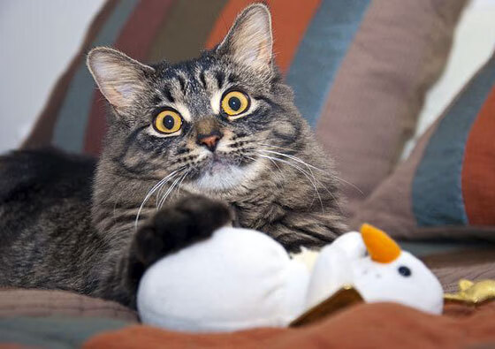 同姓不同命,当凯尔特人挣扎时,切特正在NBA季后赛中完成蜕变