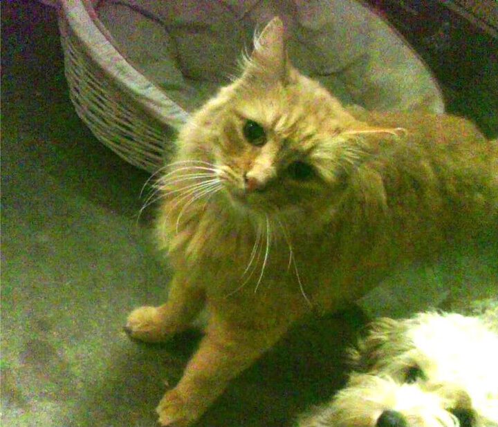 球场与疆场，当克瓦拉茨赫利亚接管比赛，法国接管了摩洛哥什么？