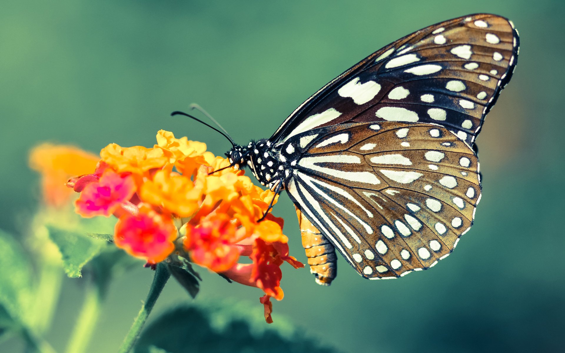 新王当立!国家德比夜属于点燃者乔治