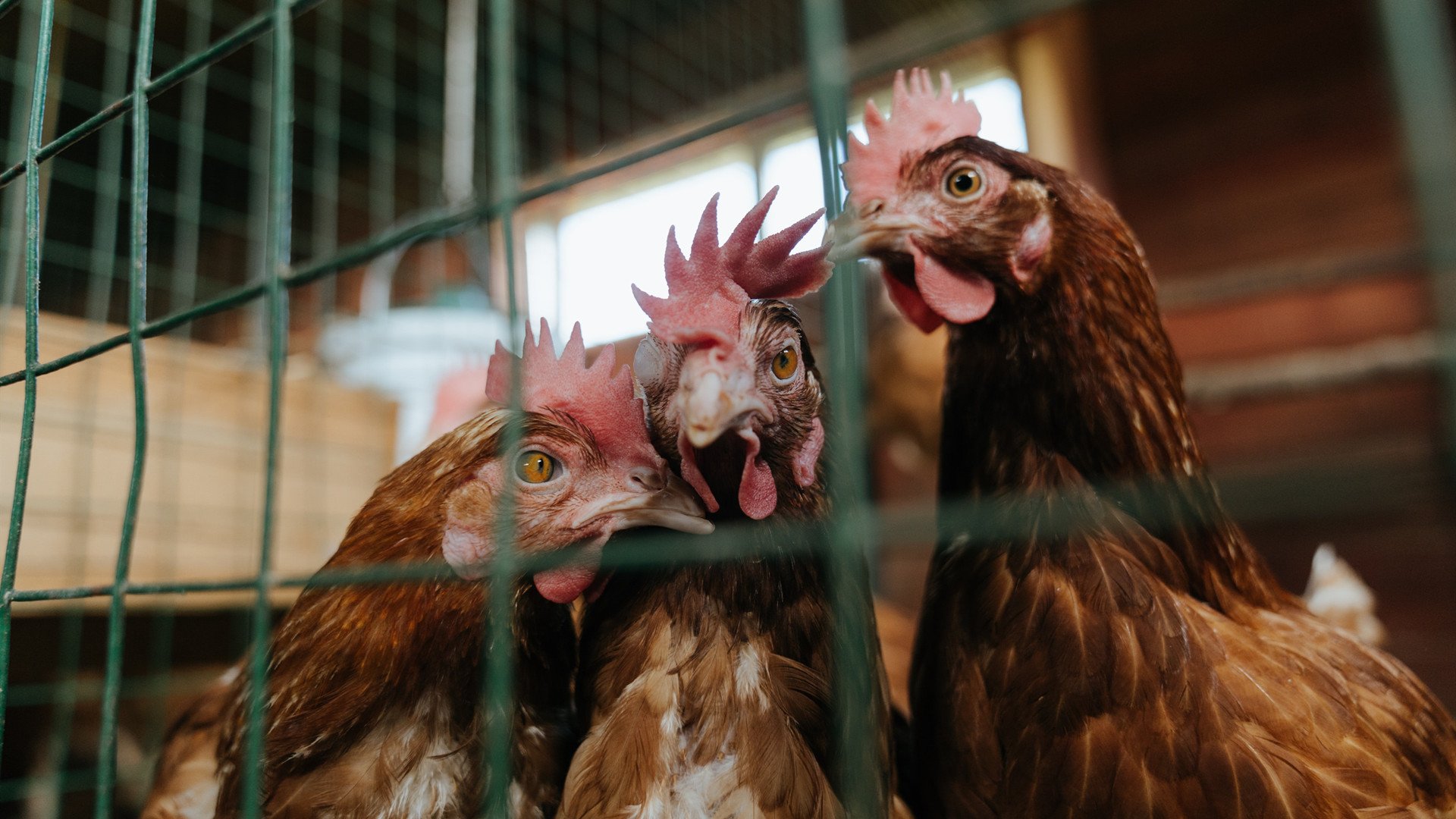 老帅压阵，保罗一杆老枪，射落群狼