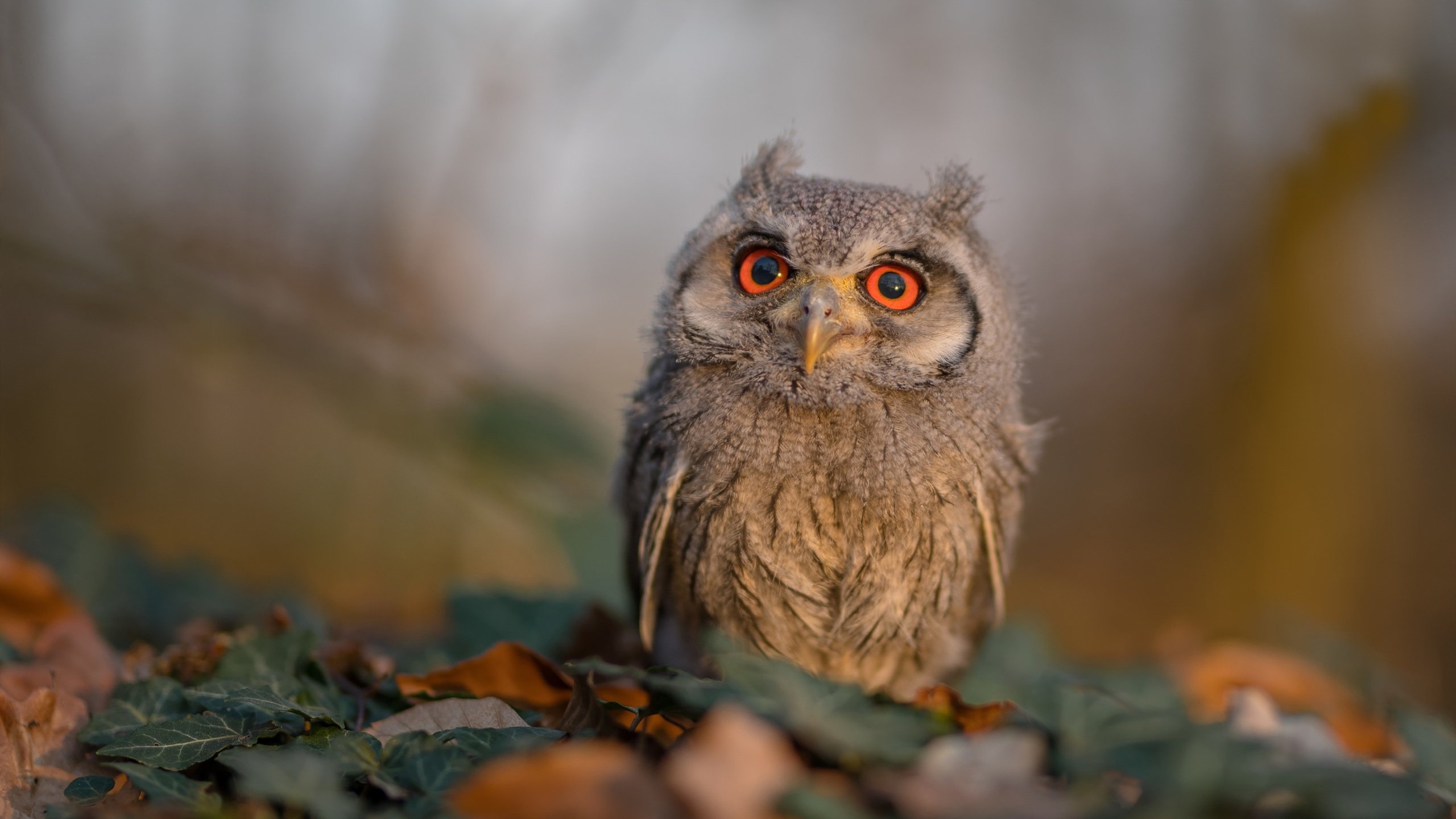 压力熔炉与英雄基因，当骑士逆转鹈鹕与莫兰特接管欧冠在平行时空交汇