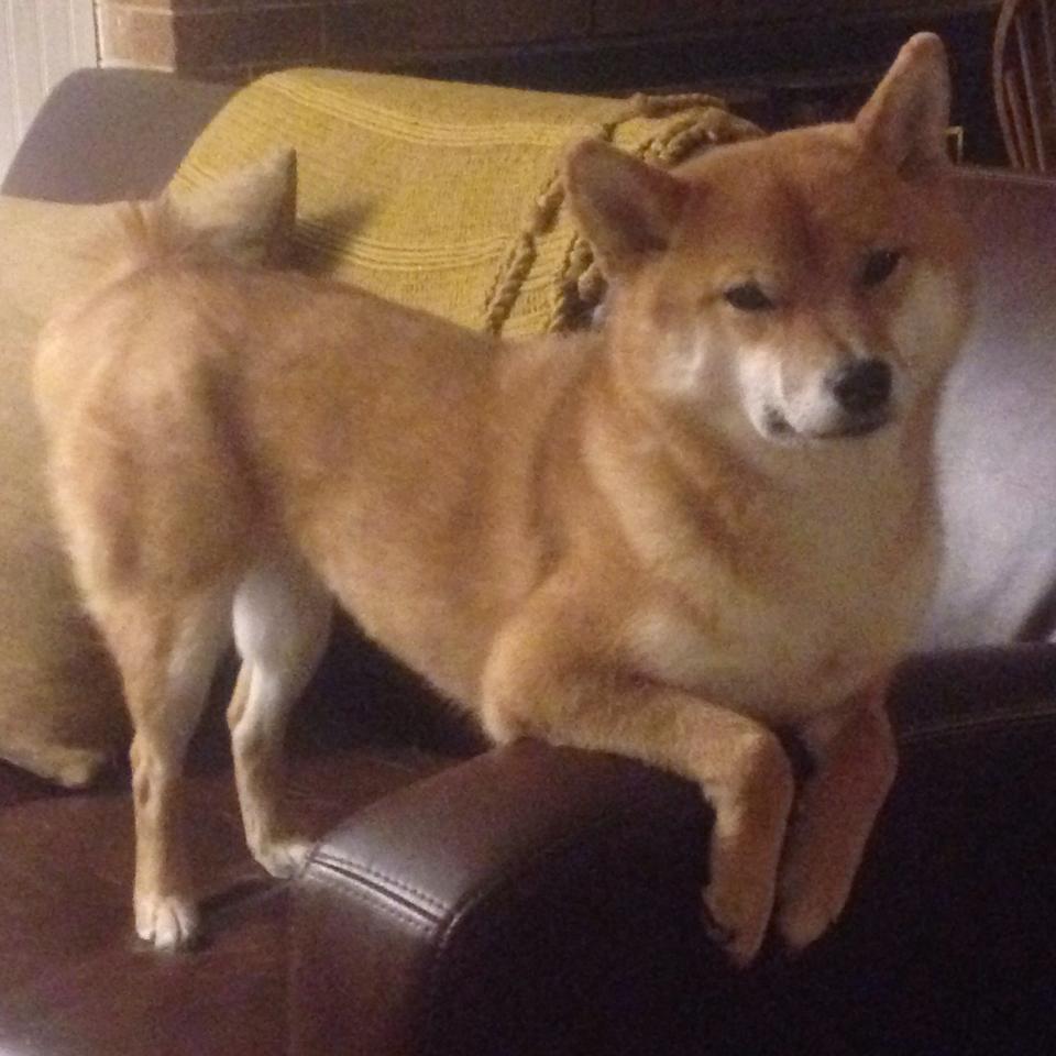 被篡改的体育史，北京首钢借走快船队，切特空降欧冠决赛之夜