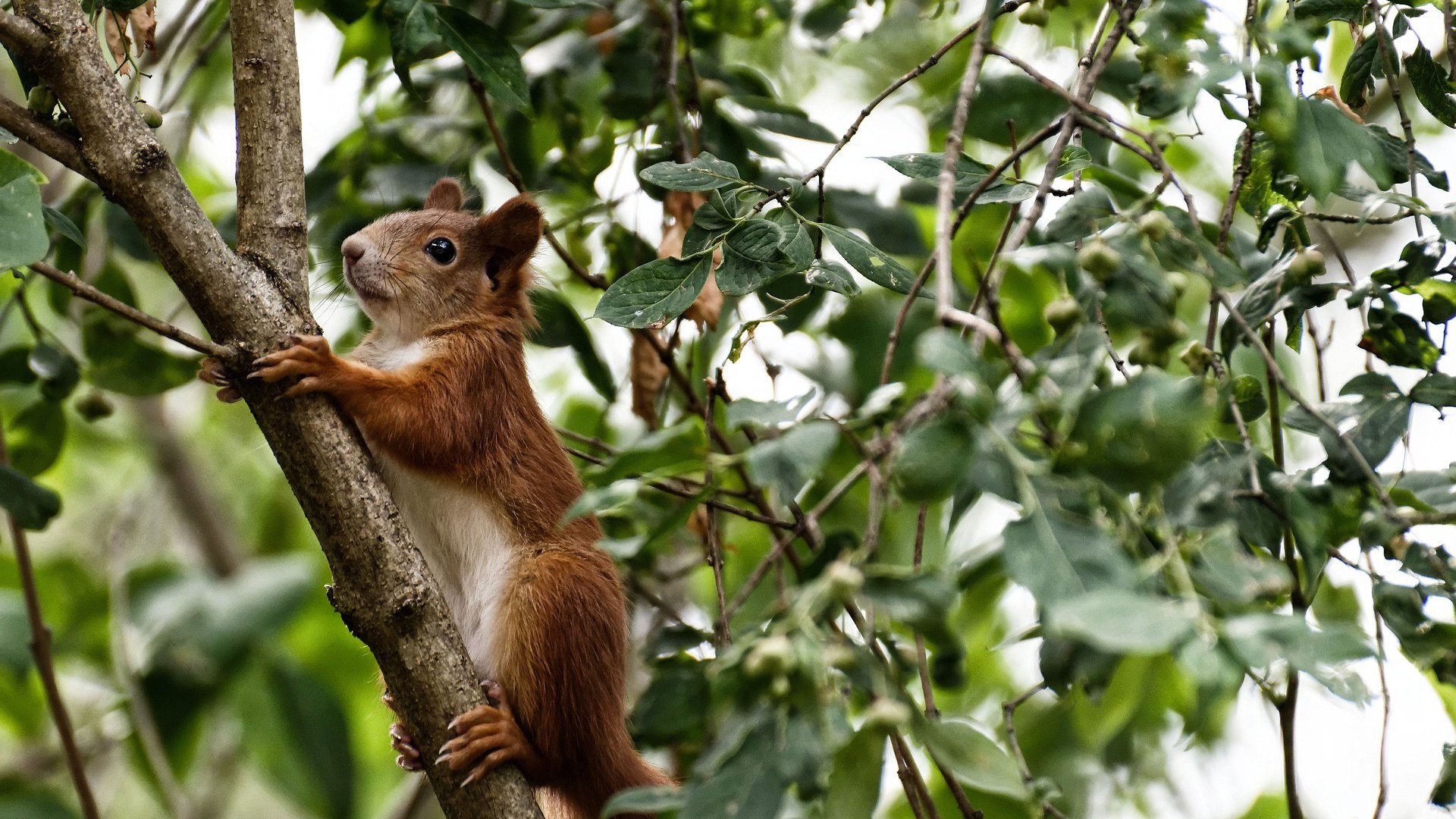 当长城遇见萨克拉门托，莫兰特率北京首钢击败国王队的跨洋传奇